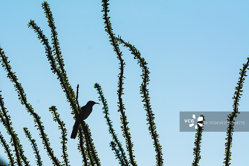 奥科蒂洛树上的弯嘴嘲鸫图片素材