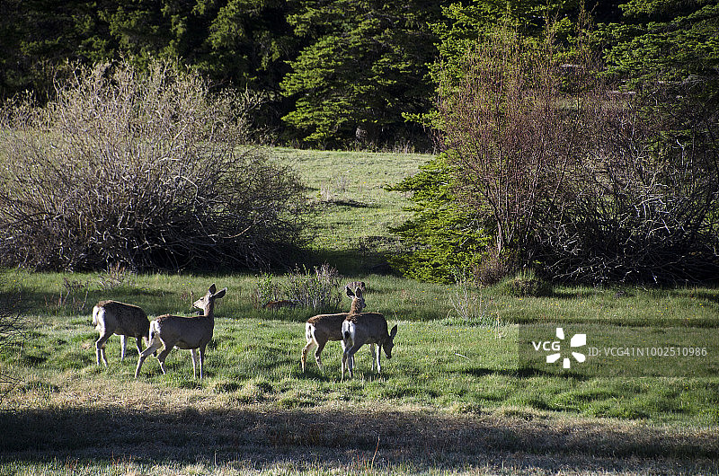 黑尾鹿图片素材