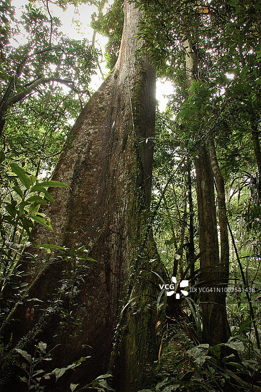 厄瓜多尔库亚贝诺野生动物保护区亚马逊雨林巨树图片素材