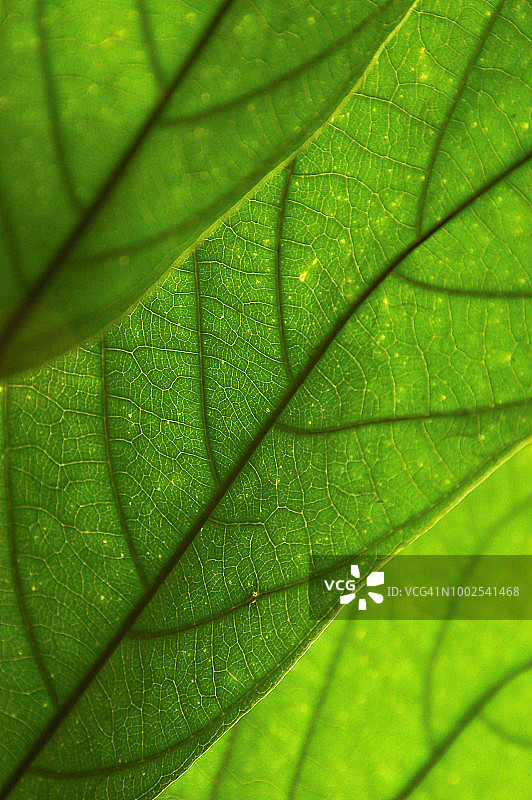 厄瓜多尔库亚贝诺野生动物保护区的大树叶热带植物图片素材