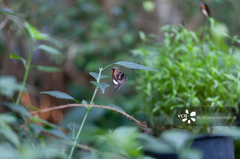 墨尔本动物园的蝴蝶图片素材