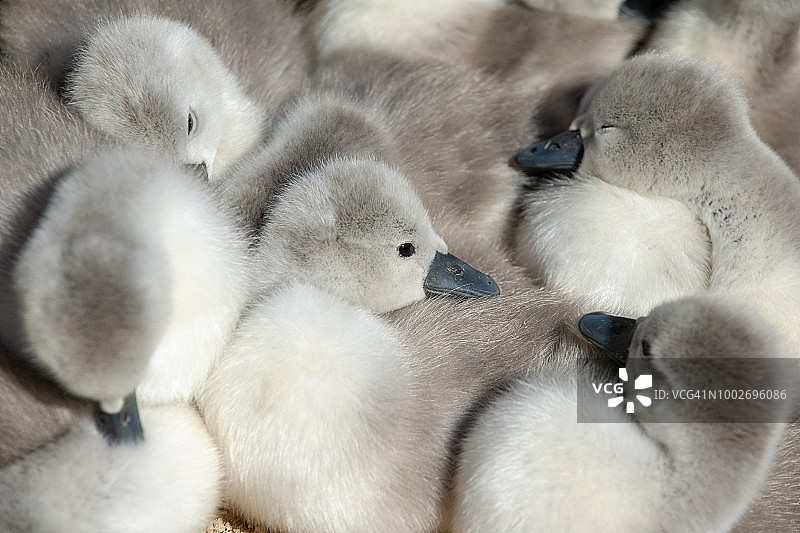 英国多塞特郡阿伯茨伯里天鹅湖的疣鼻天鹅幼鸟特写图片素材