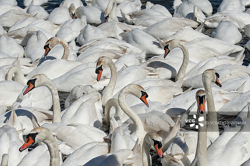 疣鼻天鹅水面聚集特写，地点：英国多塞特郡阿伯茨伯里天鹅栖息地图片素材