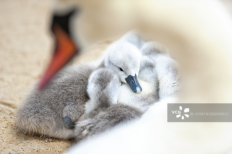 疣鼻天鹅与幼 Swan 特写图片素材