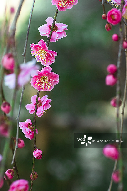 粉色垂枝梅花图片素材