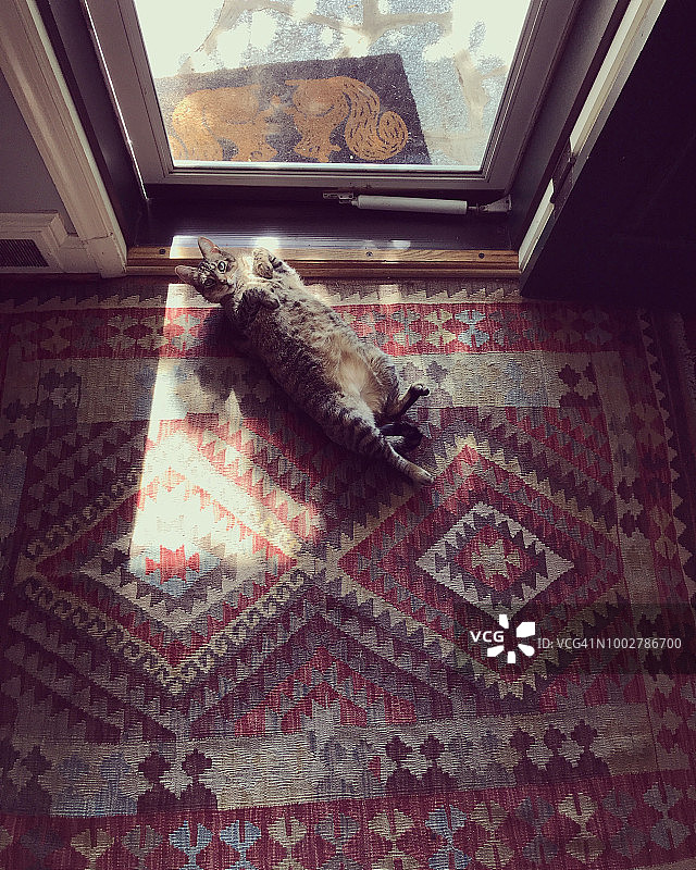 猫咪在阳光下晒肚皮图片素材