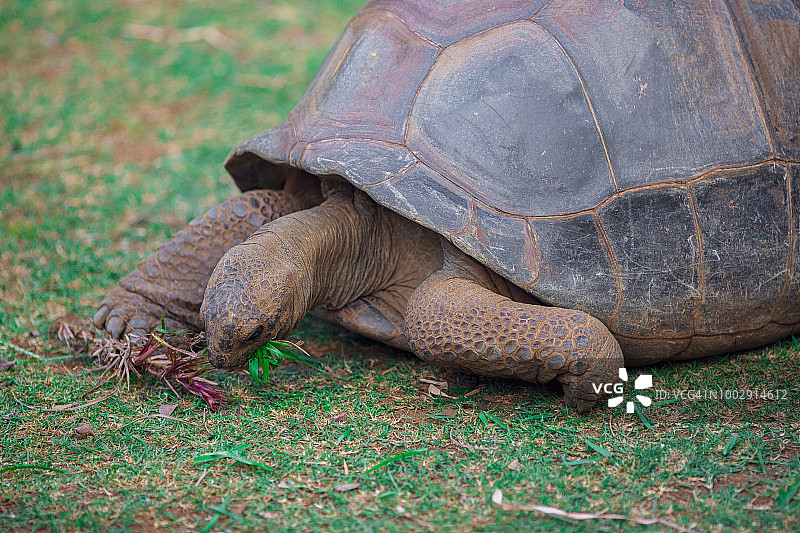毛里求斯大港区鹭岛亚达伯拉象龟吃根图片素材