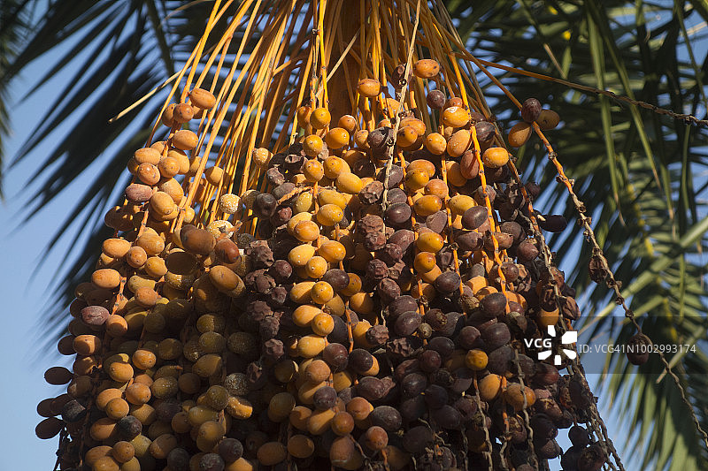 欧洲西班牙巴利阿里群岛伊维萨岛，2018年：带有枣椰树的棕榈树图片素材