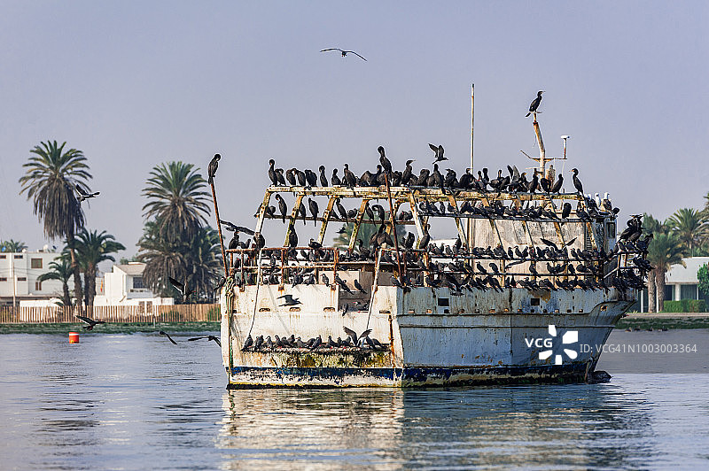 帕拉卡斯海岸太平洋上废弃船只上的鸬鹚鸟巢群图片素材