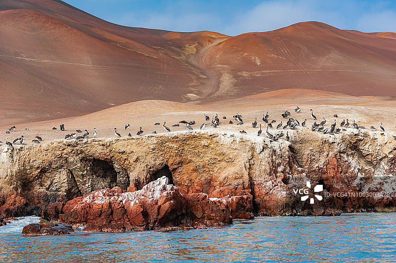 在秘鲁帕拉卡斯半岛北部红色悬崖上筑巢的秘鲁鹈鹕图片素材
