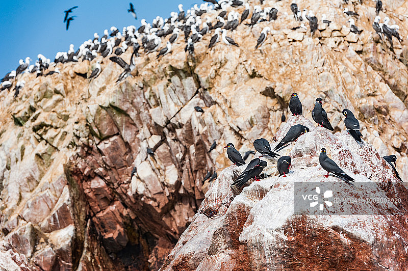 巴列斯塔斯岛红色悬崖上筑巢的秘鲁鹈鹕、蓝脚鲣鸟和瓜奈鸬鹚等海鸟图片素材