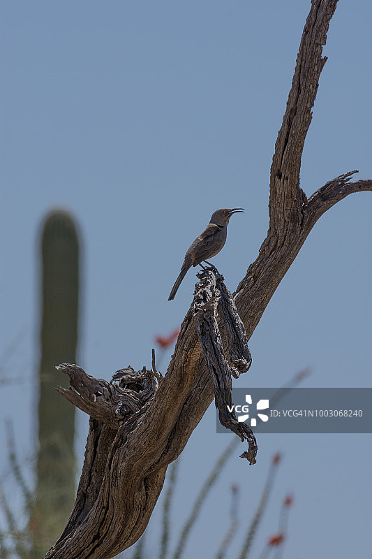 在枯死的铁木树上的弯嘴嘲鸫图片素材