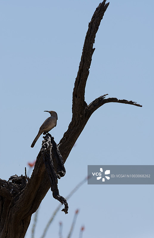 在枯死的铁木树上的弯嘴嘲鸫图片素材