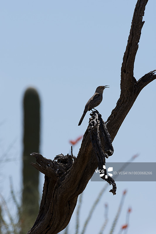 在枯死的铁木树上的弯嘴嘲鸫图片素材