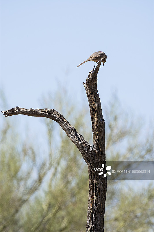 在枯死的铁木树上的弯嘴嘲鸫图片素材