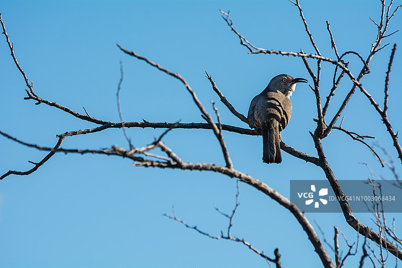 枯树枝上的弯嘴嘲鸫图片素材