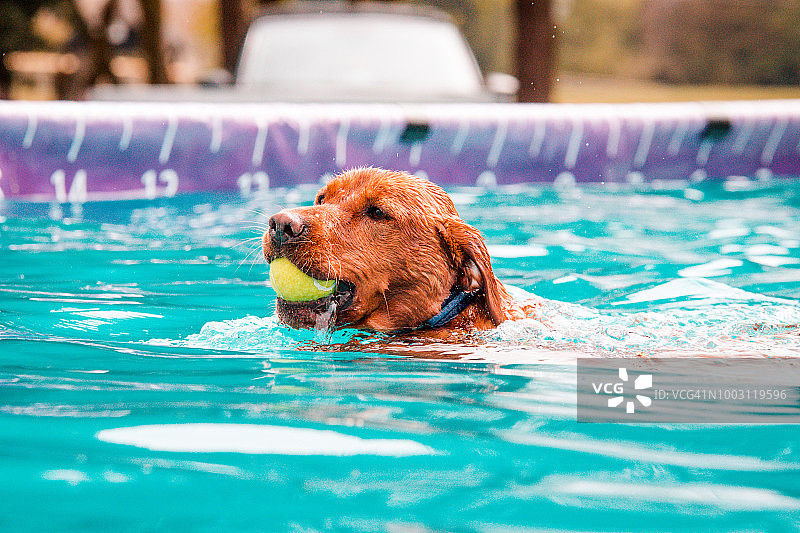 红色拉布拉多猎犬叼着网球游泳图片素材