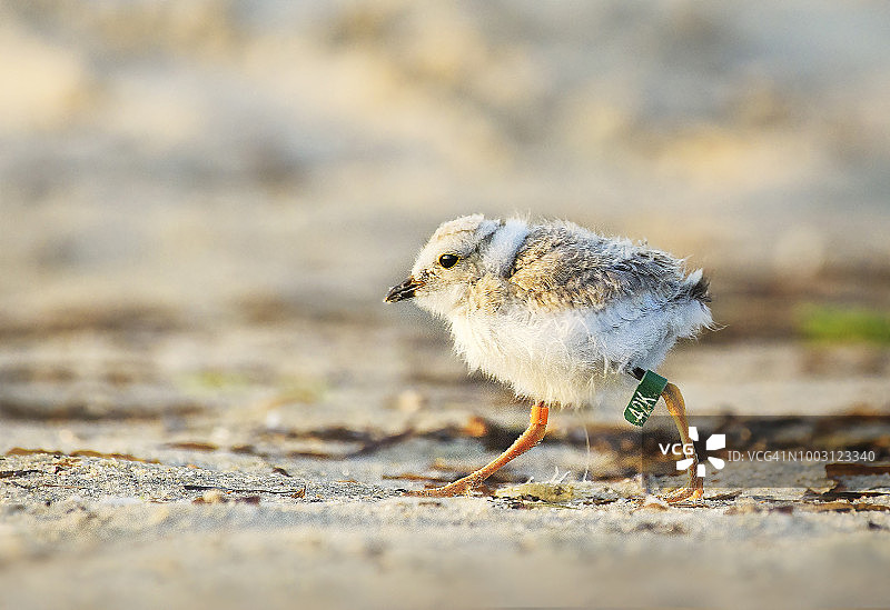 罗伯特·摩西州立公园日出时奔跑的可爱鹬鸟宝宝图片素材