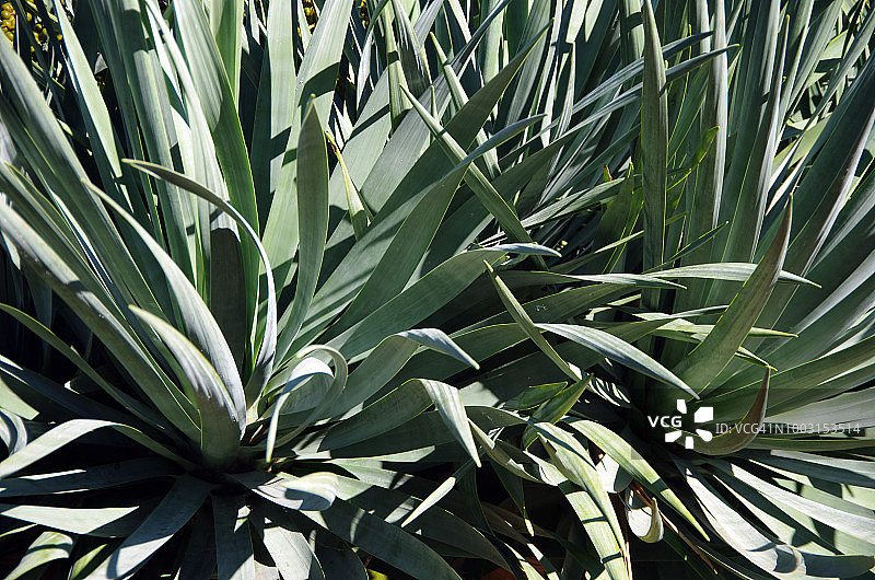 龙血树树冠图片素材