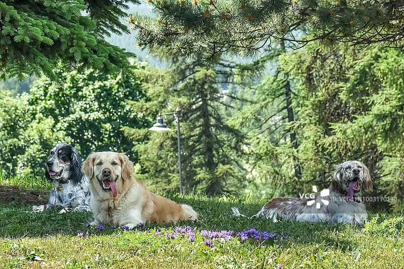 三只纯种狗在意大利阿尔卑斯森林中散步后享受阴凉图片素材