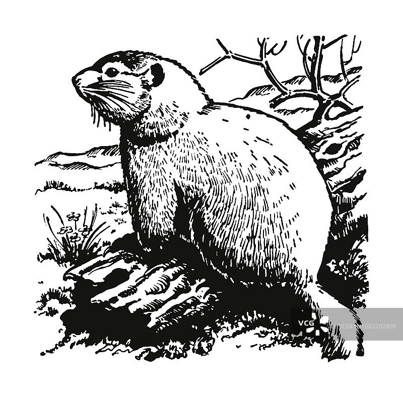 土拨鼠图片素材