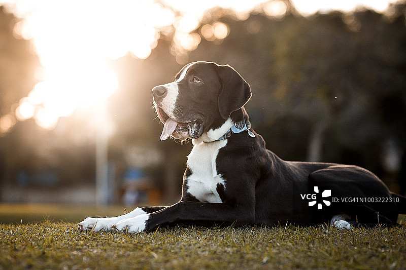 大丹犬的肖像图片素材