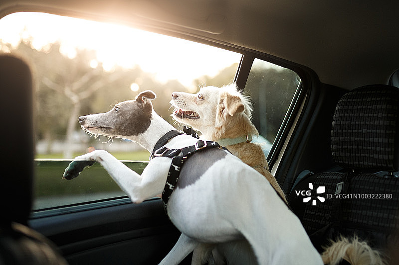 两只在车窗边的狗图片素材