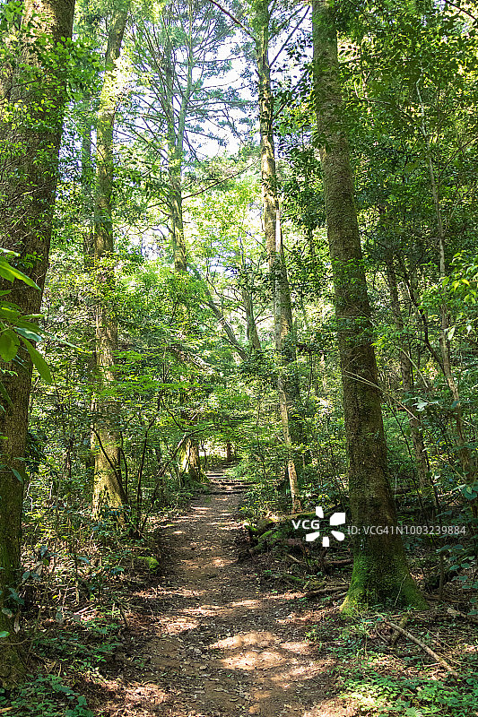 森林中的自然步道图片素材