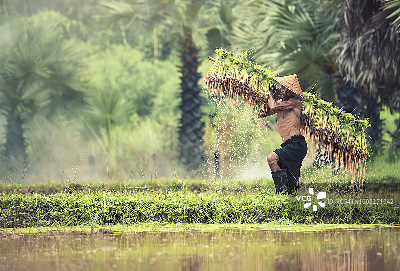 试图搬运稻秧的年老农民图片素材