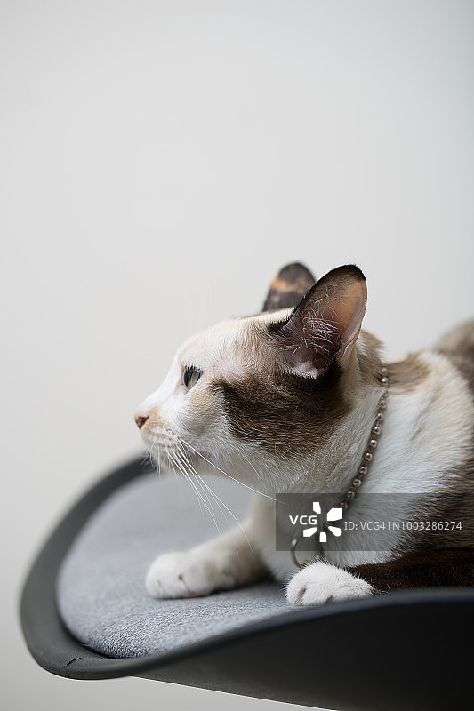 三花暹罗猫图片素材