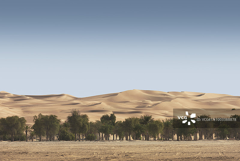 阿布扎比利瓦沙漠中的树木图片素材