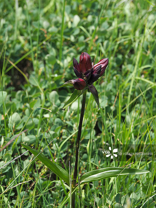 匈牙利龙胆图片素材