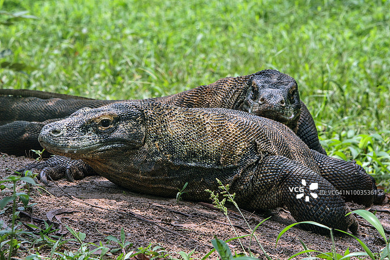 科莫多巨蜥图片素材