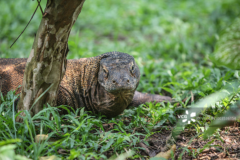 科莫多巨蜥图片素材