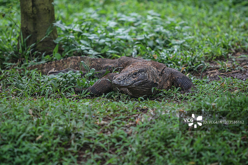 科莫多巨蜥图片素材