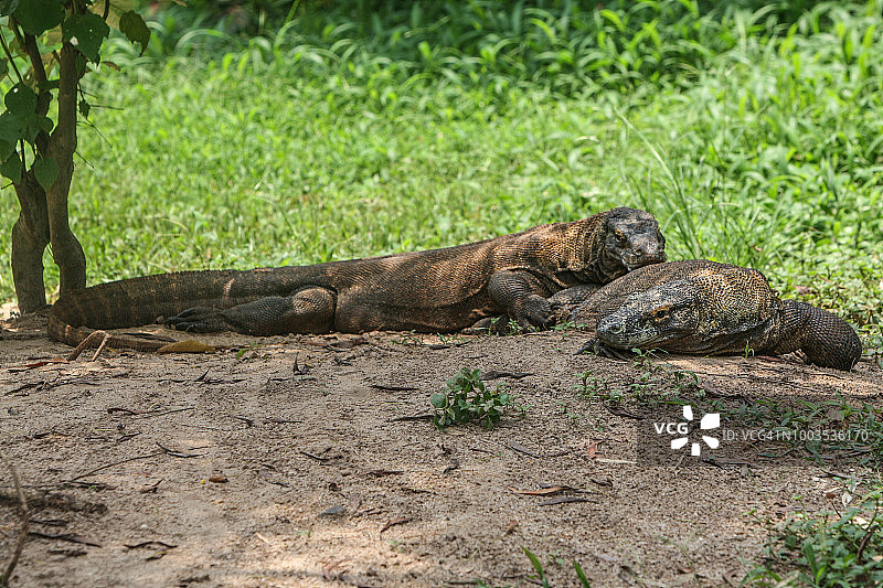 科莫多巨蜥图片素材