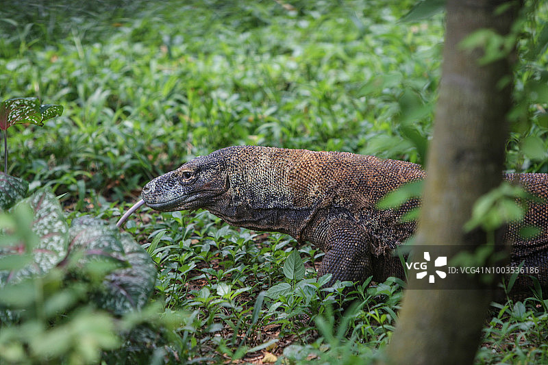 科莫多巨蜥图片素材