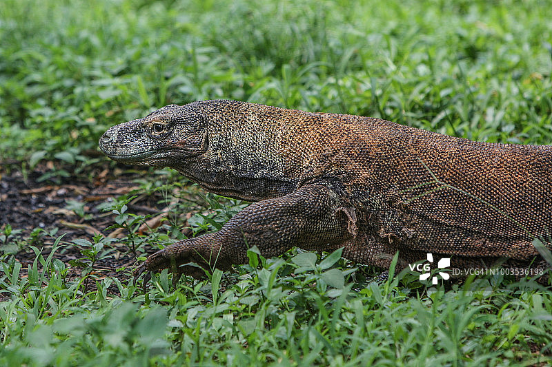 科莫多巨蜥图片素材