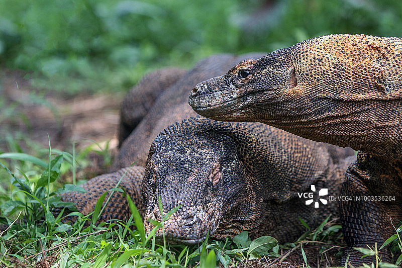 科莫多巨蜥图片素材