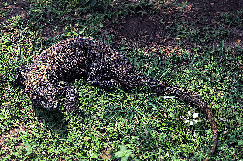 科莫多巨蜥图片素材