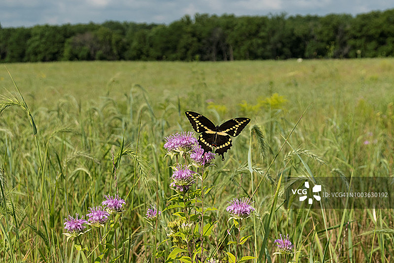 在野花中飞舞的巨型玉带凤蝶图片素材