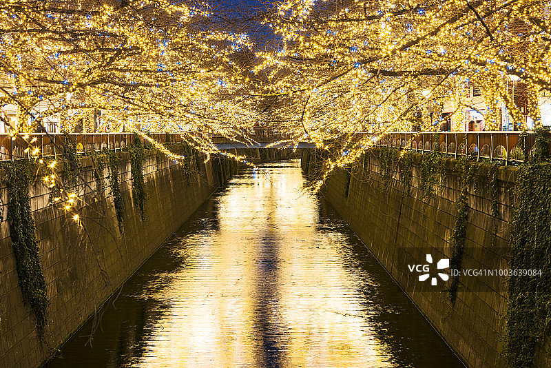圣诞季目黑川两岸的LED灯光照亮樱花树（东京，日本）图片素材