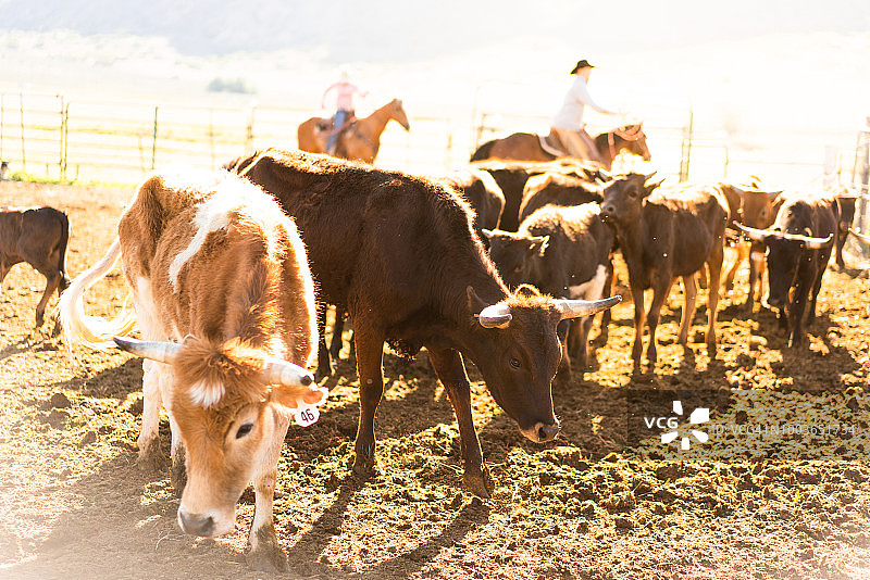 犹他州套牛打烙印场景 - 美国图片素材