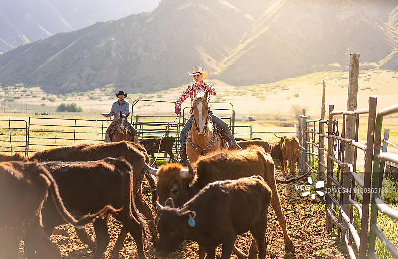 犹他州套牛打烙印场景 - 美国图片素材