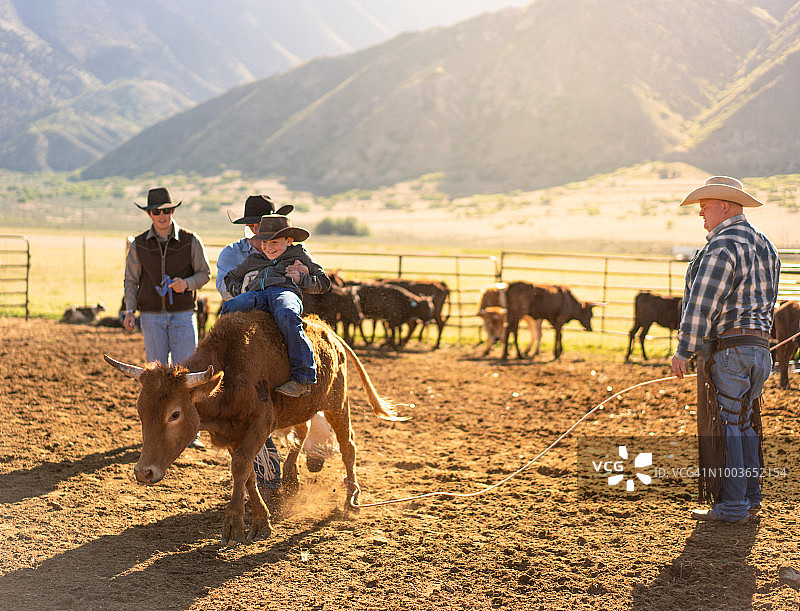 儿童尝试骑牛图片素材