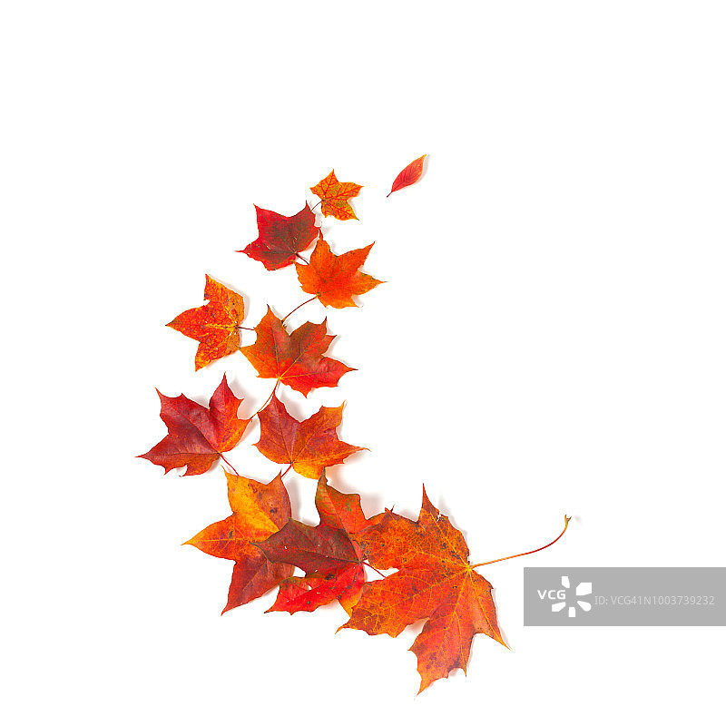 白色背景上的秋季枫叶图片素材
