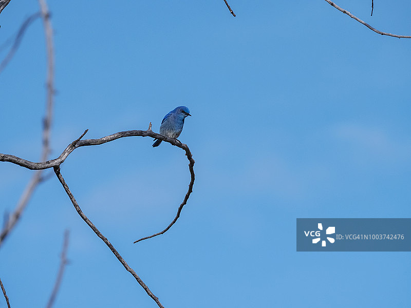 山蓝鸲与蓝天图片素材