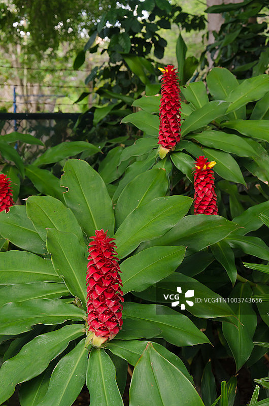 螺旋姜植物（闭鞘姜）图片素材