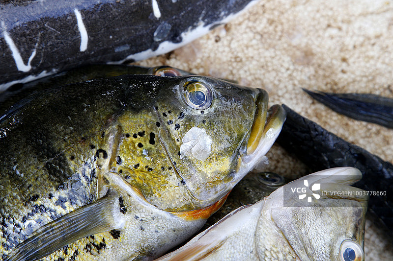 图库纳雷（丽鱼科）鱼头，在圣塔伦的集市上拍摄图片素材