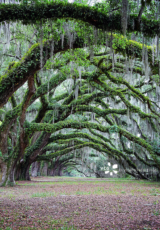 拱形橡树图片素材